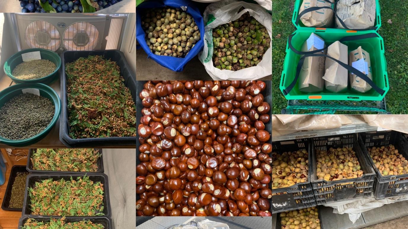 Photographs of different kinds of collected seeds found in Wellington County.