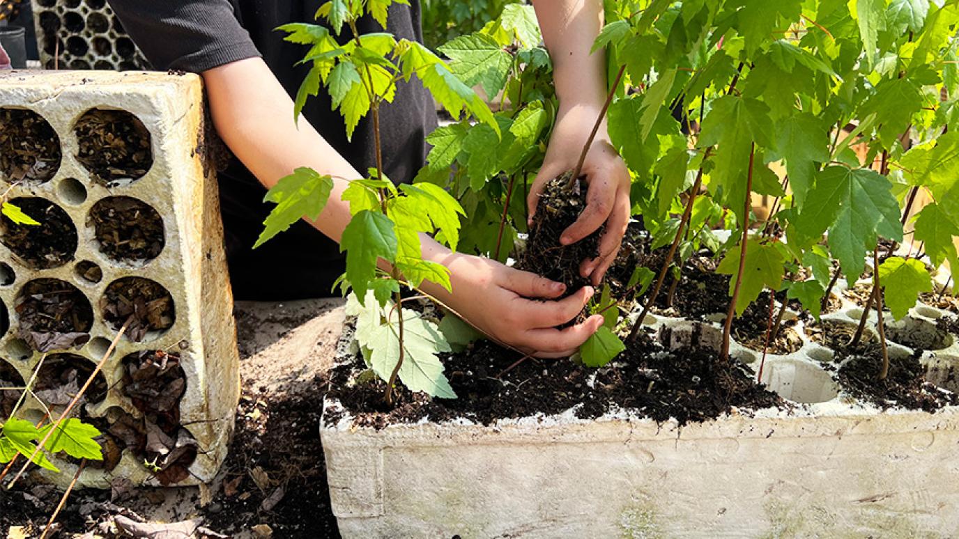 Individual planting a seedling in a Styrofoam block filled with other seedlings and dirt.