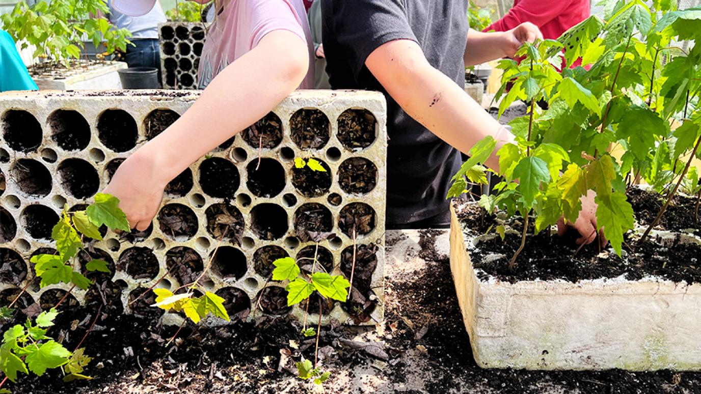 Hands of two different students working to plant trees in blocks. 