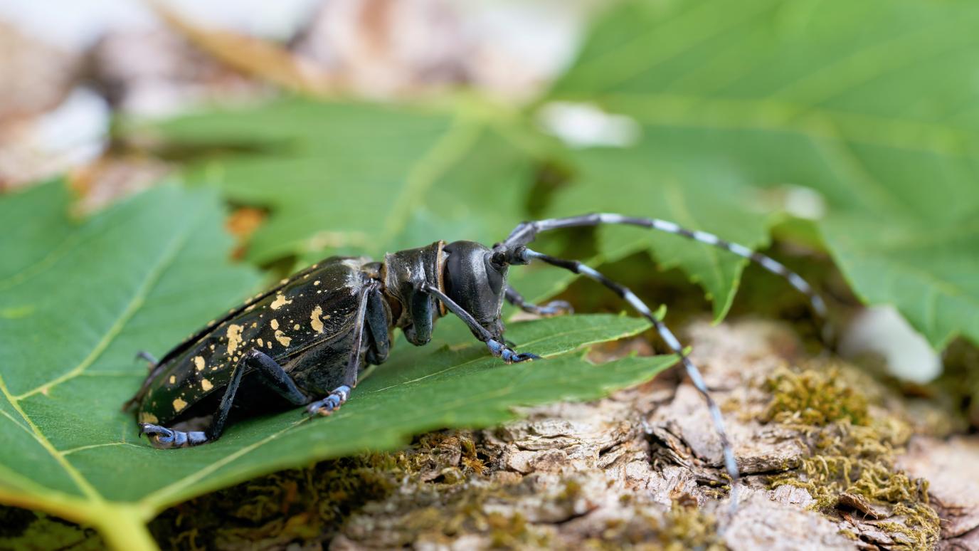 Asian longhorn beetle (Anoplophora glabripennis) sits on a green leaf.