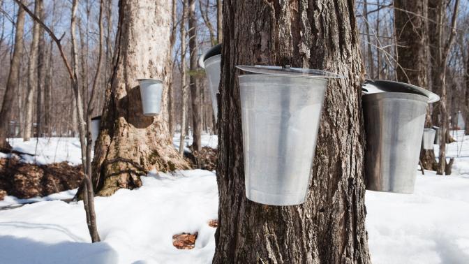 metal sap buckets on trees with snow