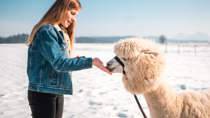 A young women hand feeds a white alpaca in a snowy field