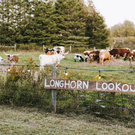 long horn cattle in a pasture