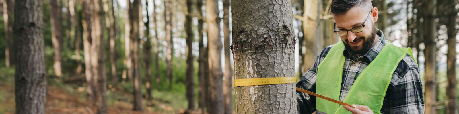 Man in yellow vest stading in the middle of a dense forest measuring the trunk of a tree with a measuring tape.