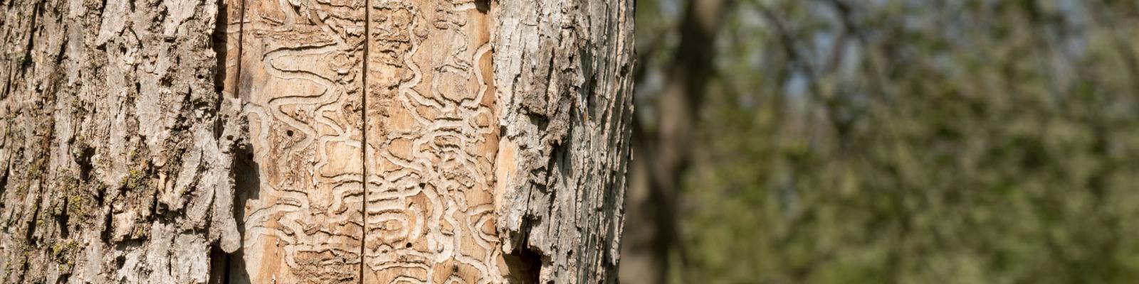 Close up of tree trunk killed by emerald ash borer showing missing bark and tracks of the larvae worm in the wood