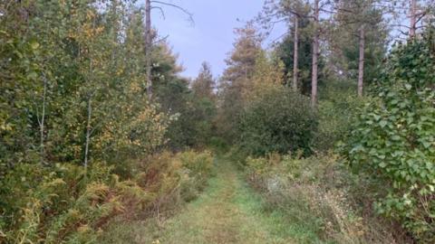 Unpaved path in a wide clearing surrounded by tall bare trees in the fall.