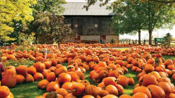 Field of pumpkins