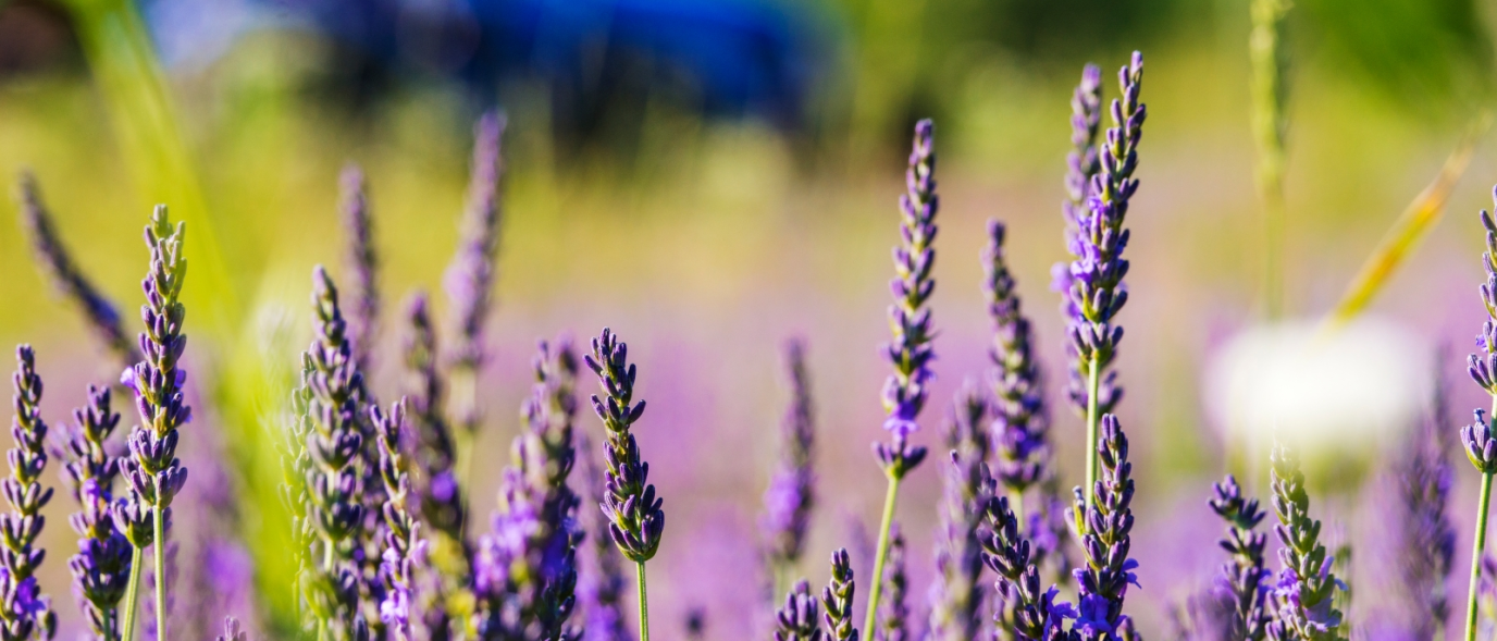 Lavender flowers growing in a field