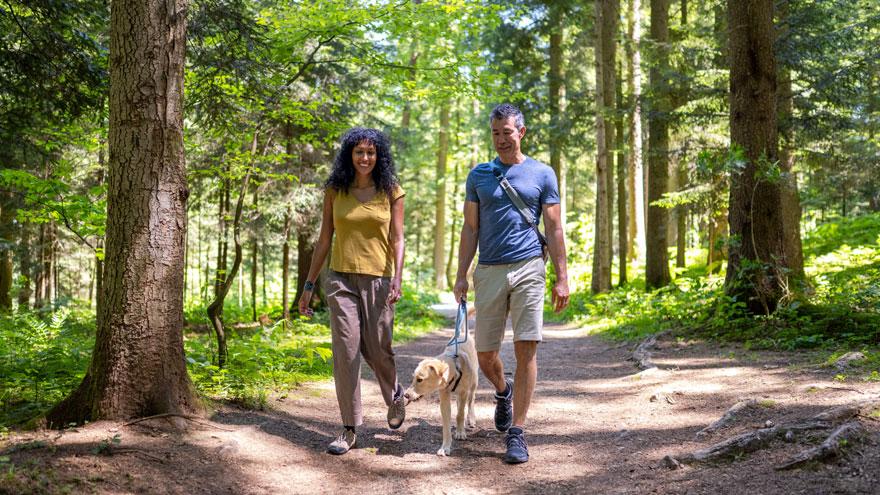 A man and woman walking their dog on a pathway between grown trees. Sunny summer day in the forest.