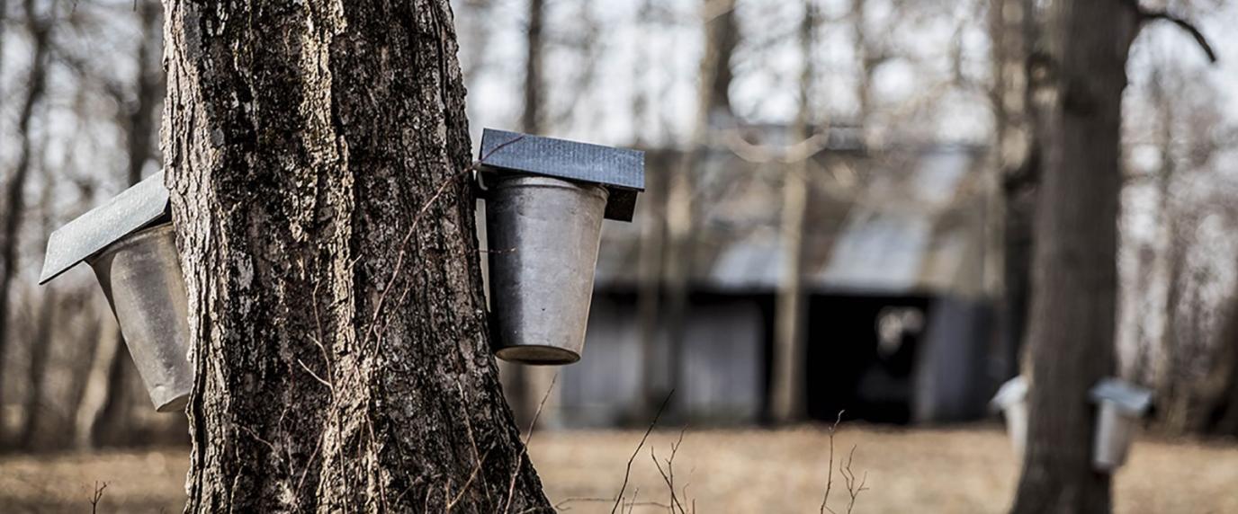 tin sap buckets hanging on a tree