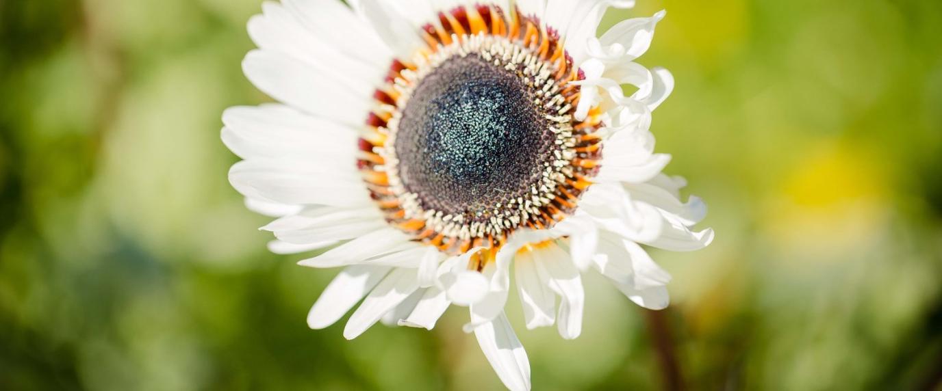Close up of a white flower